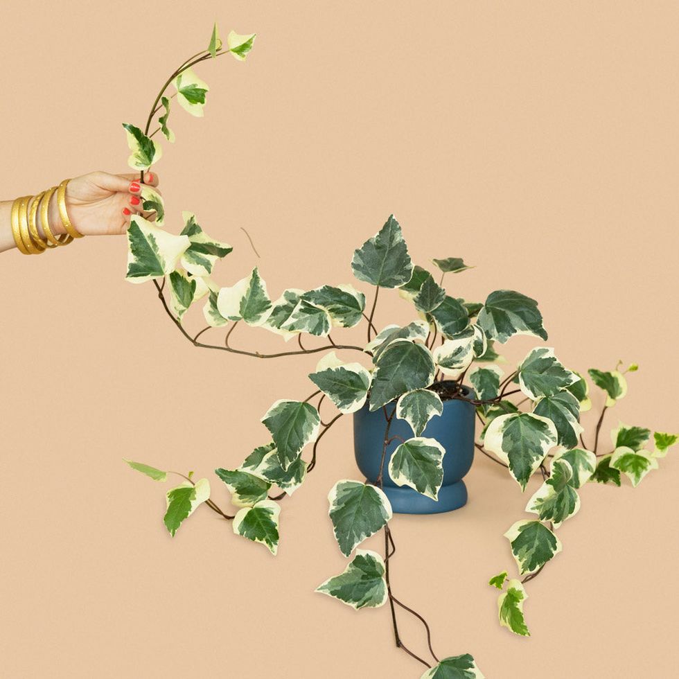 algerian ivy