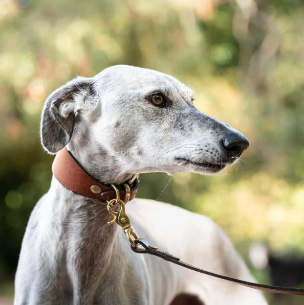 Traditional Leather Greyhound Sighthound Collar