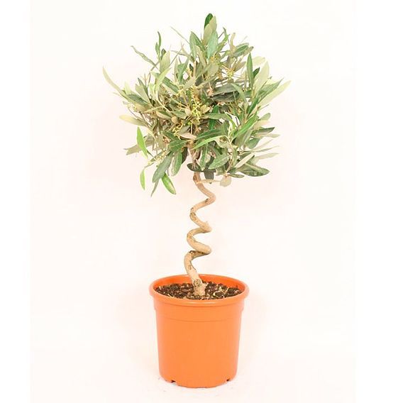 Olive Tree with Spiral Stem from £44.99