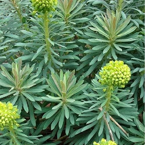 6 x Euphorbia Characias Wulfenii