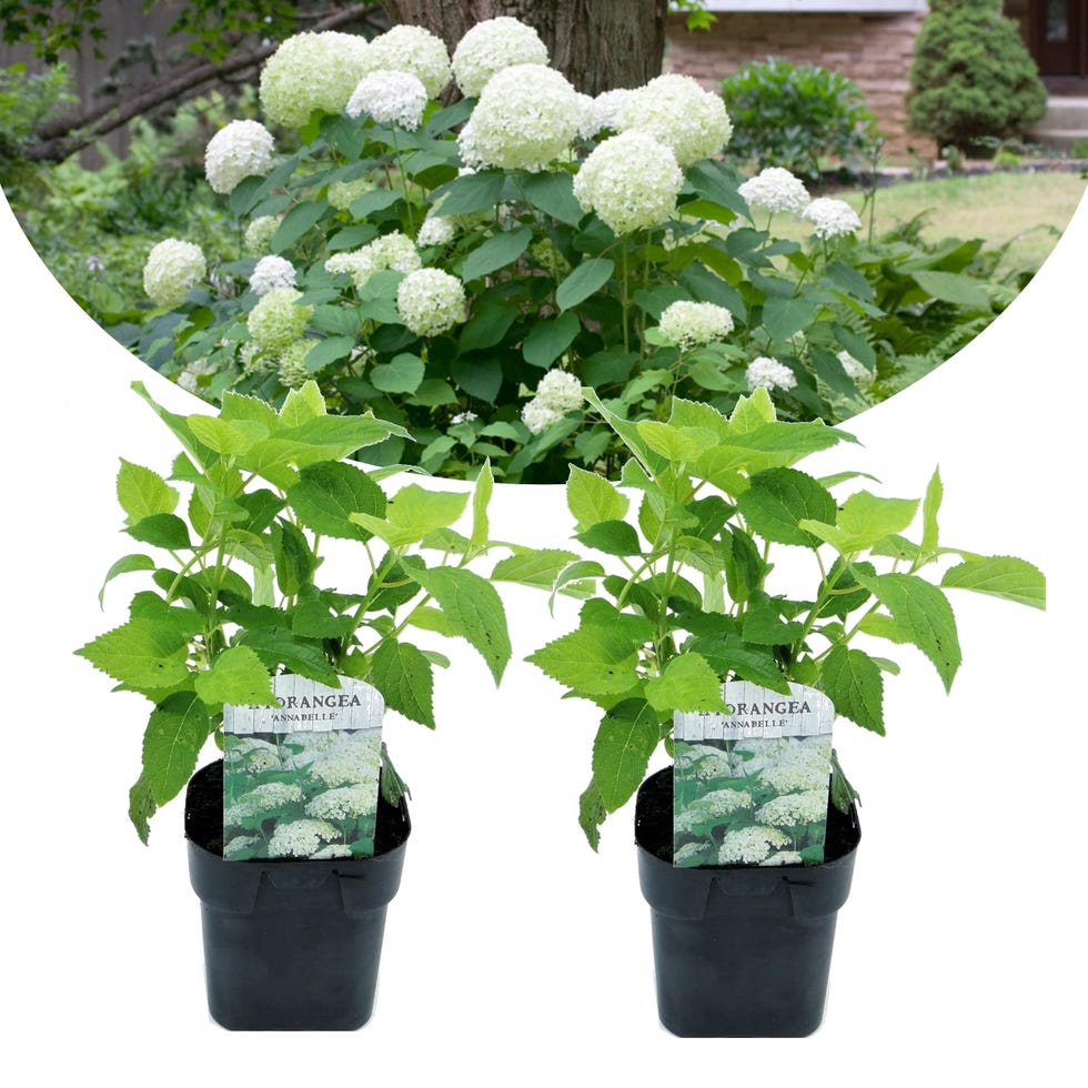 2 Hydrangea arborescens 'Annabelle'