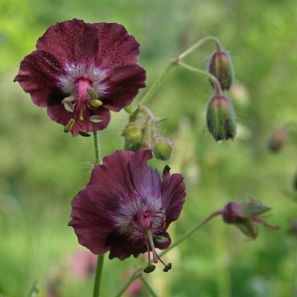 6 Geranium Phaeum