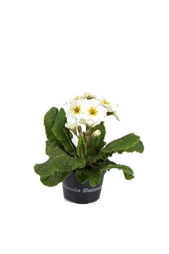 Primula Planta de Jardín