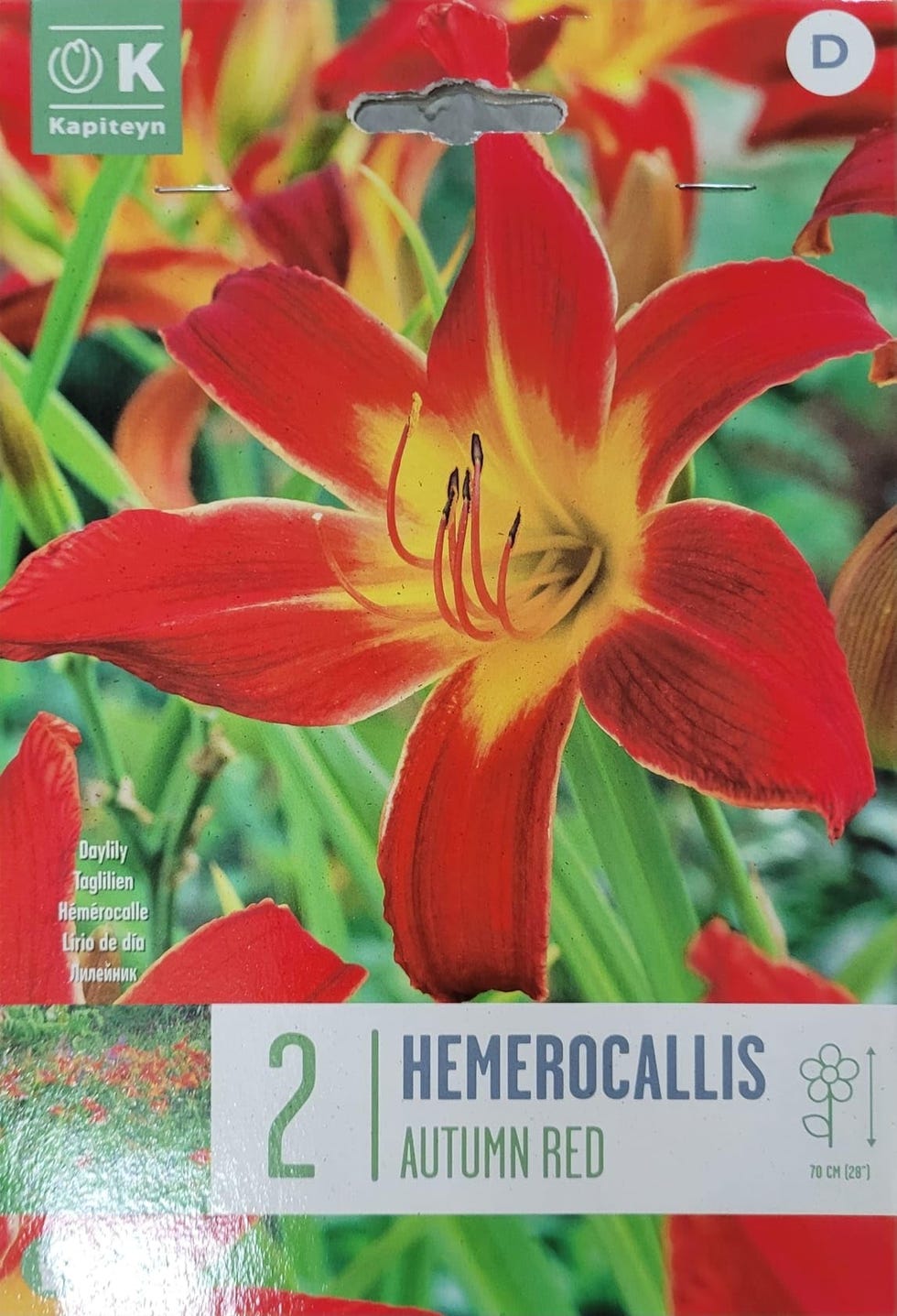 Bulbo de hemerocallis