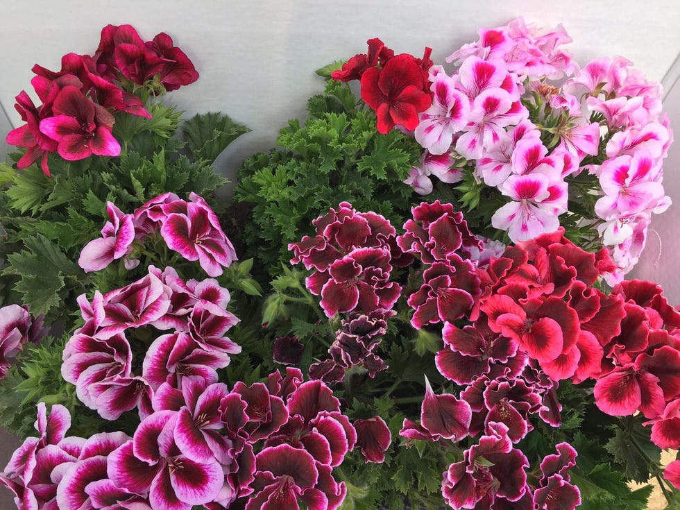Geranio Pelargonium Pack 6 Plantas