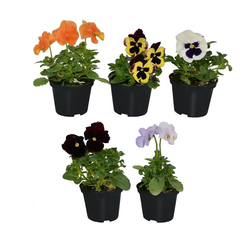 Pack de 5 Pensamientos