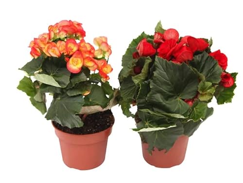 Begonia Elatior Pack 2 Plantas