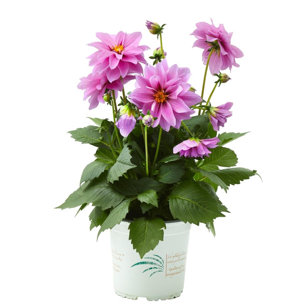 Dahlia en maceta 
