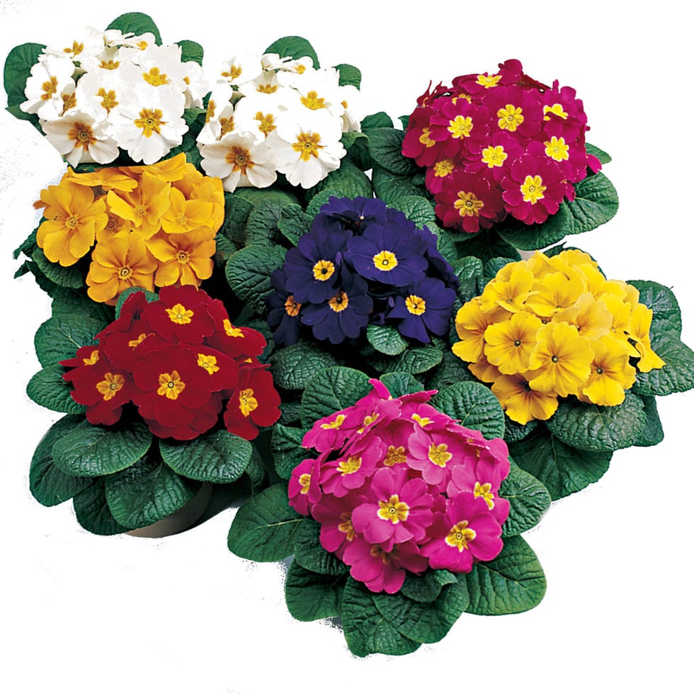 Primula Pack 8 Plantas 
