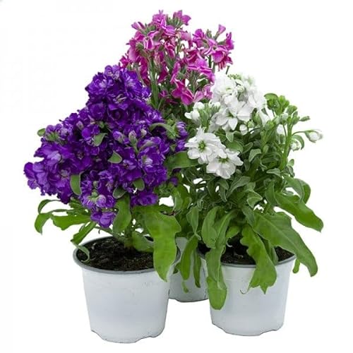 Flor de Alheli - Pack 3 Plantas