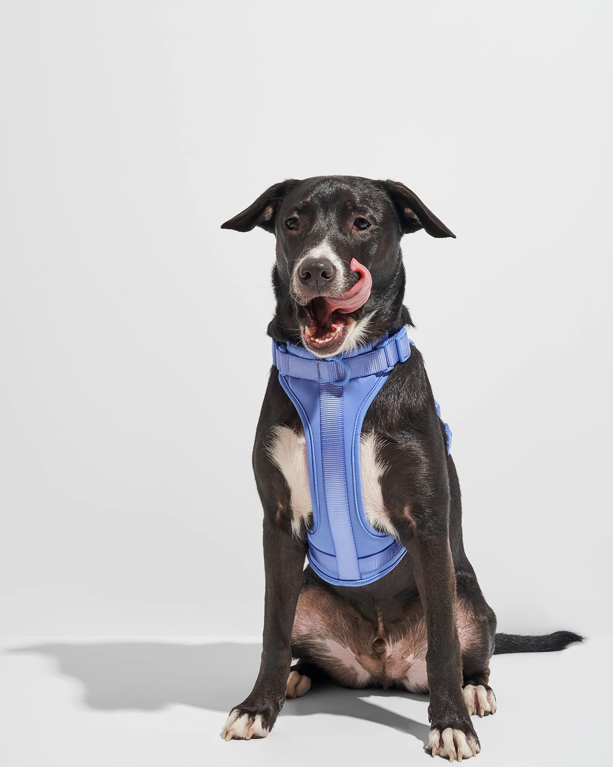 12 Best Dog Harnesses of 2024 Tested by Experts