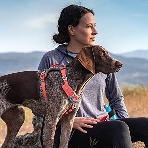 12 Best Dog Harnesses of 2024 Tested by Experts