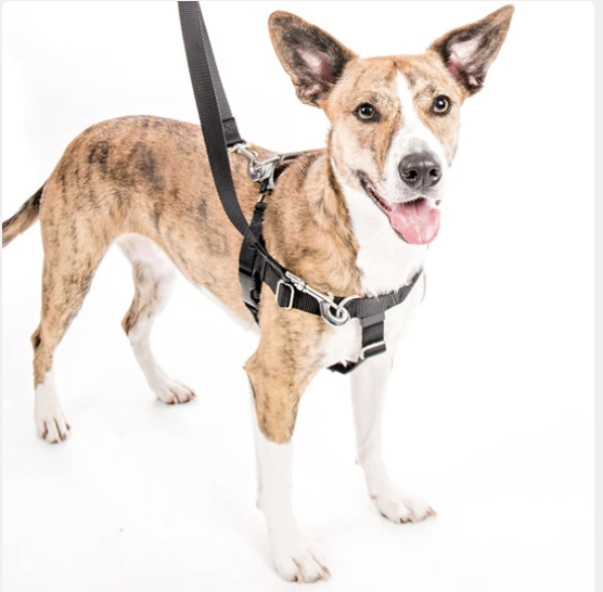 how to put dog harness on small dog