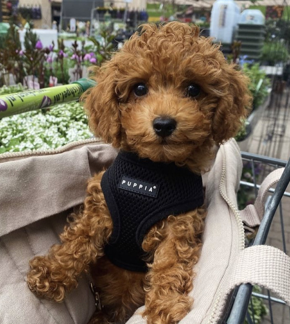puppia harness small