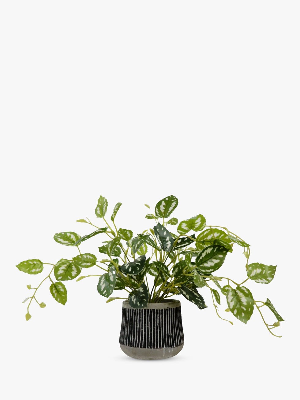 Artificial Golden Pothos in a Black Pot