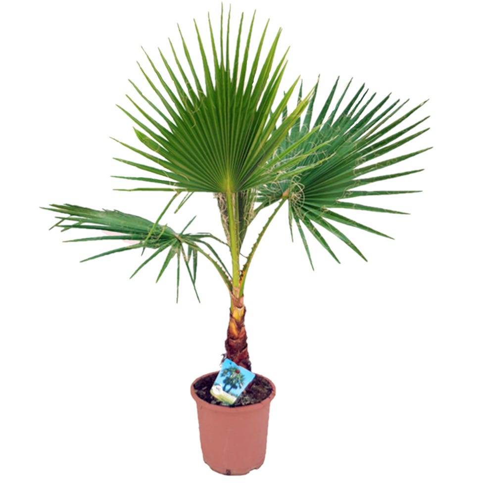 Palmera washingtonia