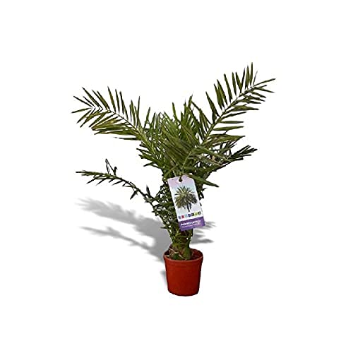 Palmera canaria