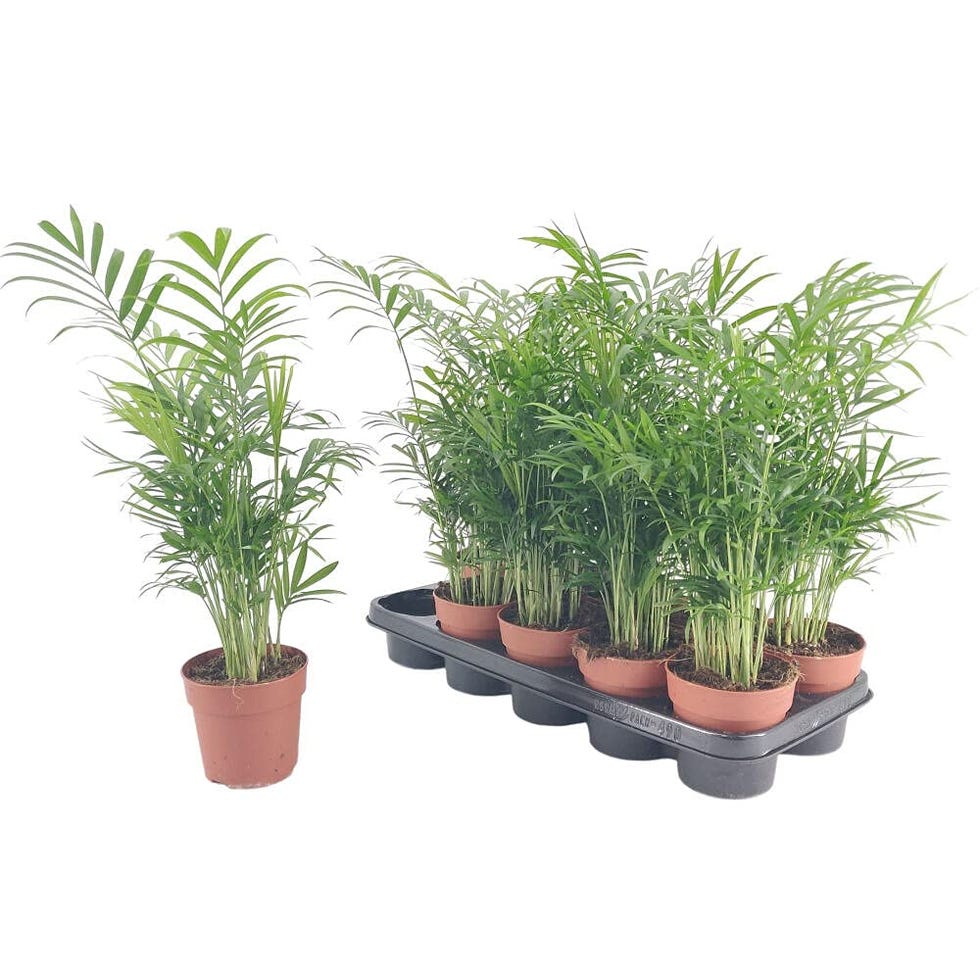Palmera Chamaedorea