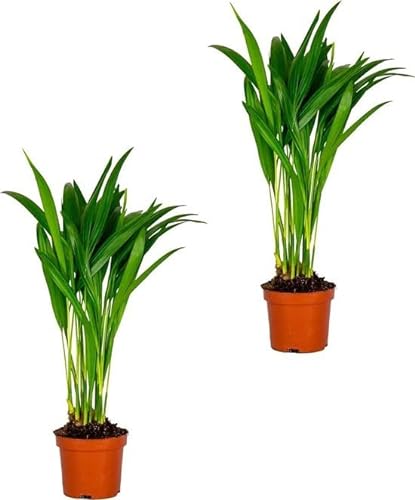 2 palmeras Areca