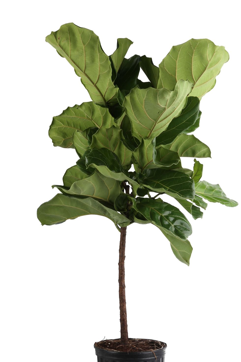 Fiddle Leaf Fig House Plant in 10-in Pot