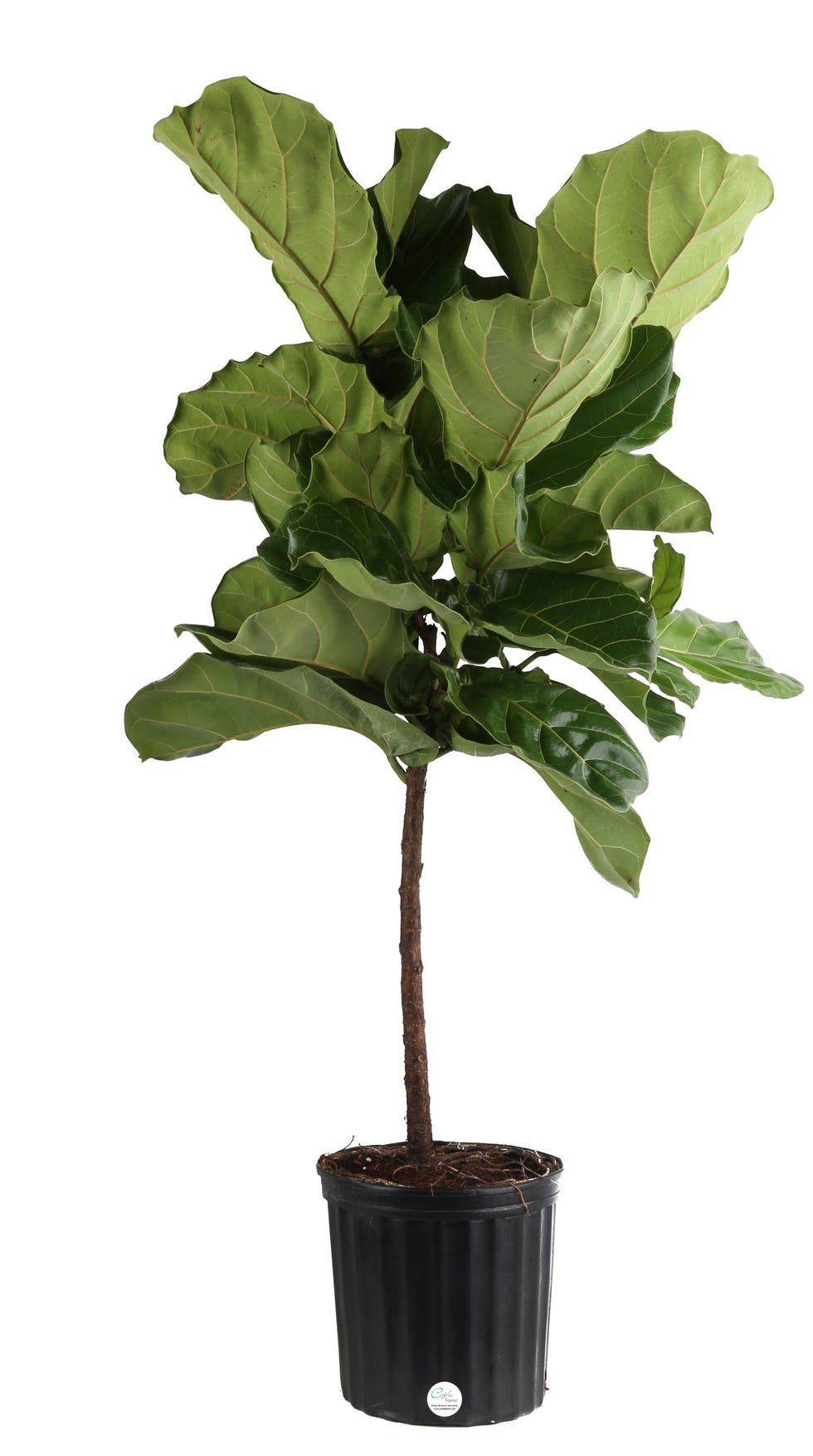 Fiddle Leaf Fig House Plant in 10-in Pot