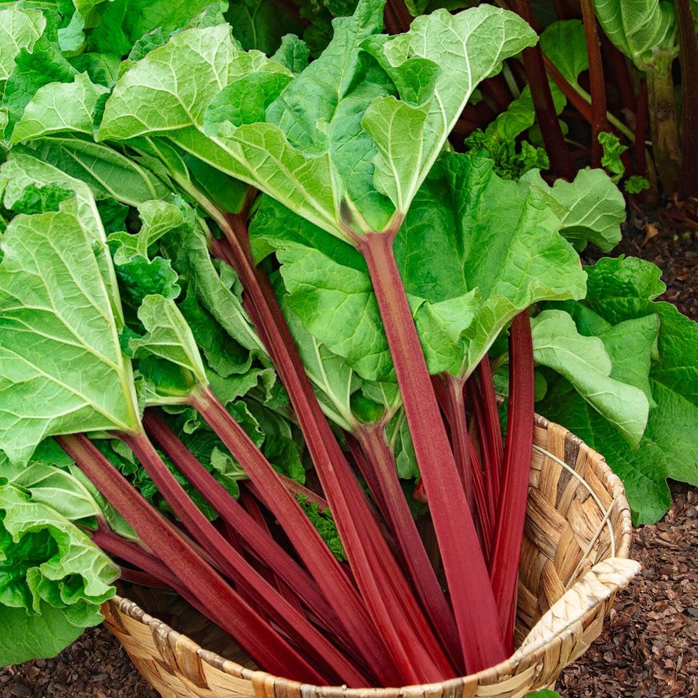 Spring Hill Nurseries Kangarhu Rhubarb 4 in Pot