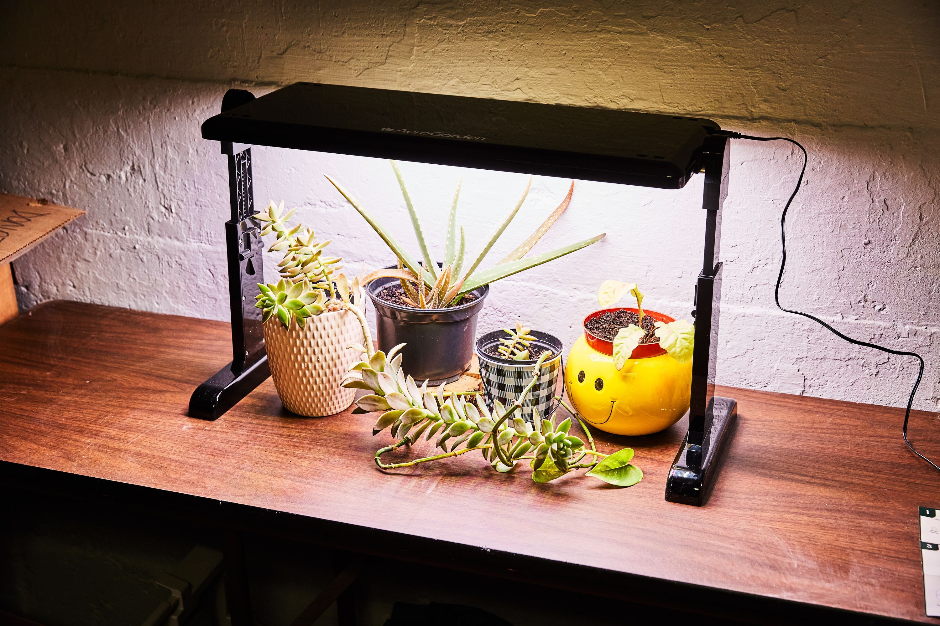 The 8 Best Grow Lights in 2024 Grow Lights for Indoor Plants