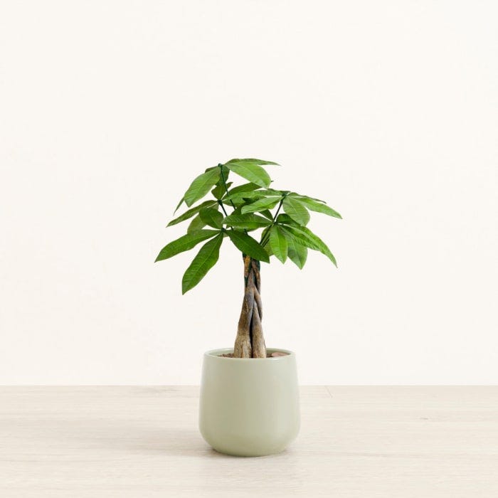 Money Tree Money Tree