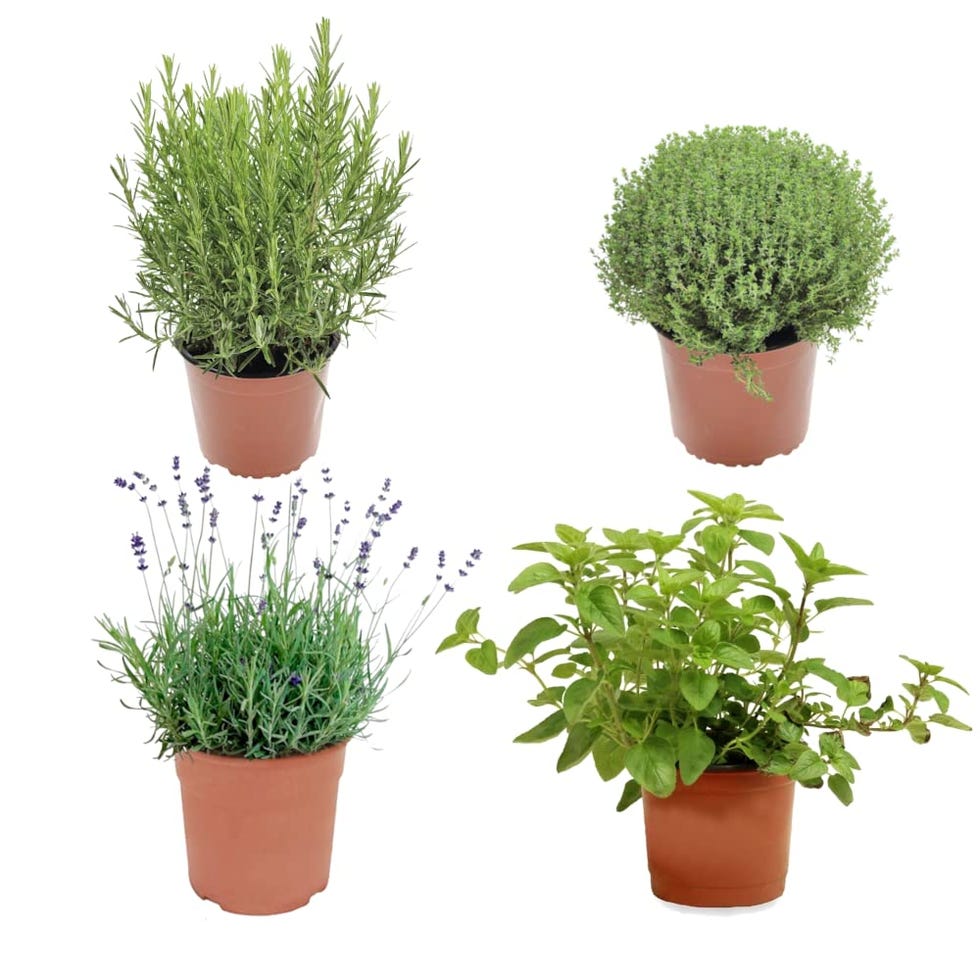 Lote de plantas aromáticas 