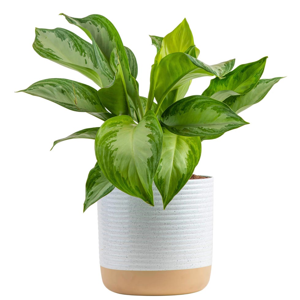 Chinese Evergreen 