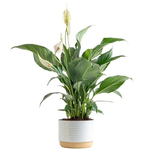 Peace Lily 