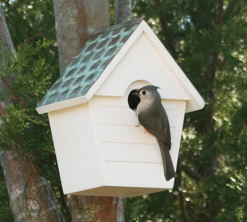 White Bird House