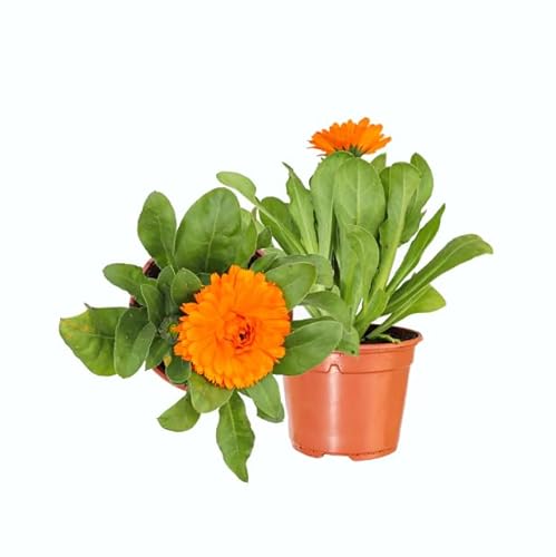 2 Plantas de Caléndula