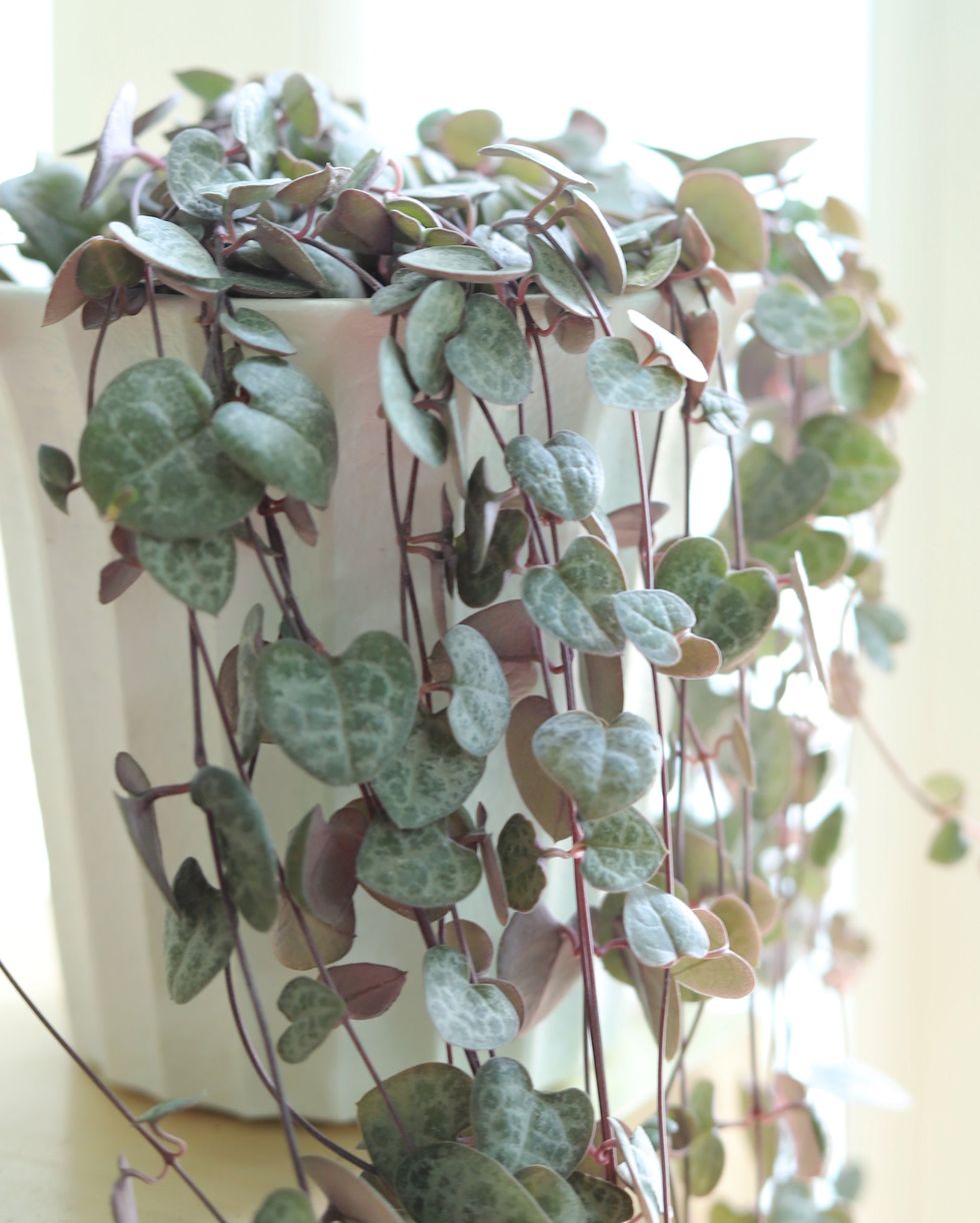 String of hearts (Ceropegia woodii)