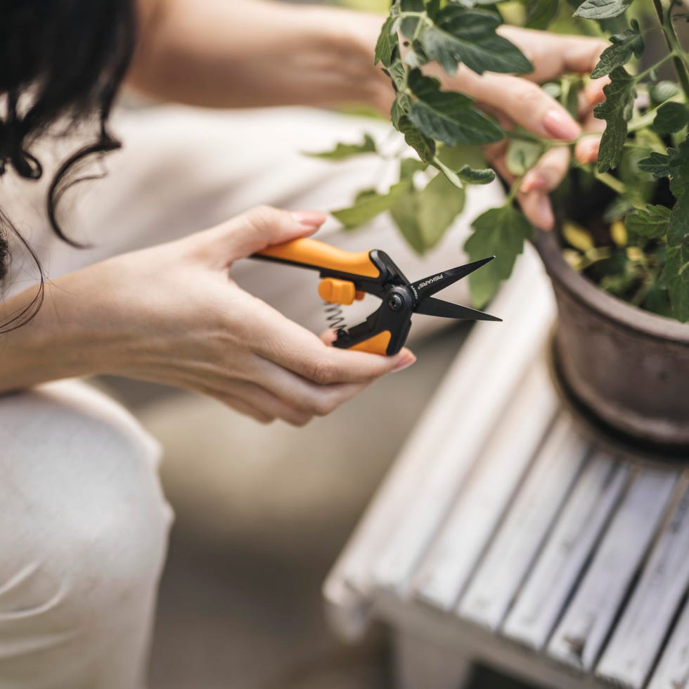 Micro-Tip Pruning Snip