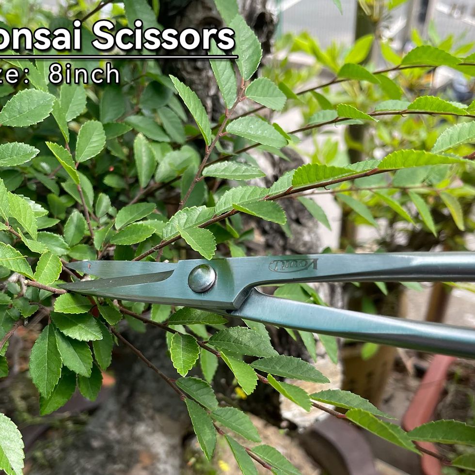 8inch Bonsai Scissors