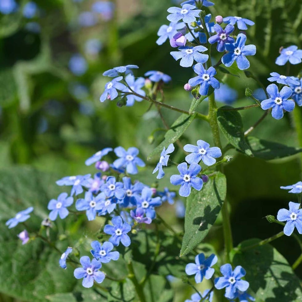 Brunnera macrophylla-Siberian bugloss, from £5.99