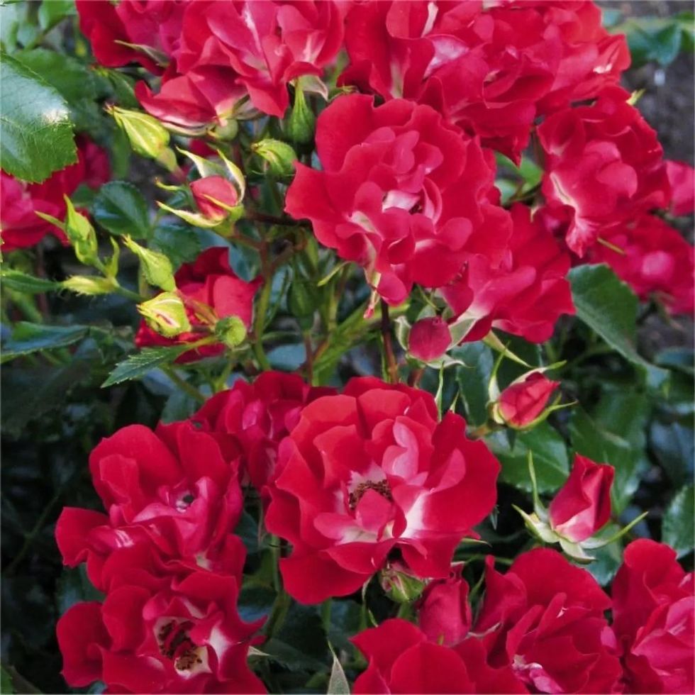 Large 5-6ft Specimen Climbing Rose- Rose Rambling Rosie