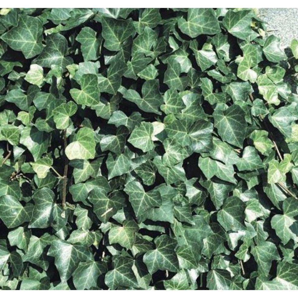 Hedera hibernica - Irish or Boston Ivy - (150-180cm/5-6ft tall) Screening Plants
