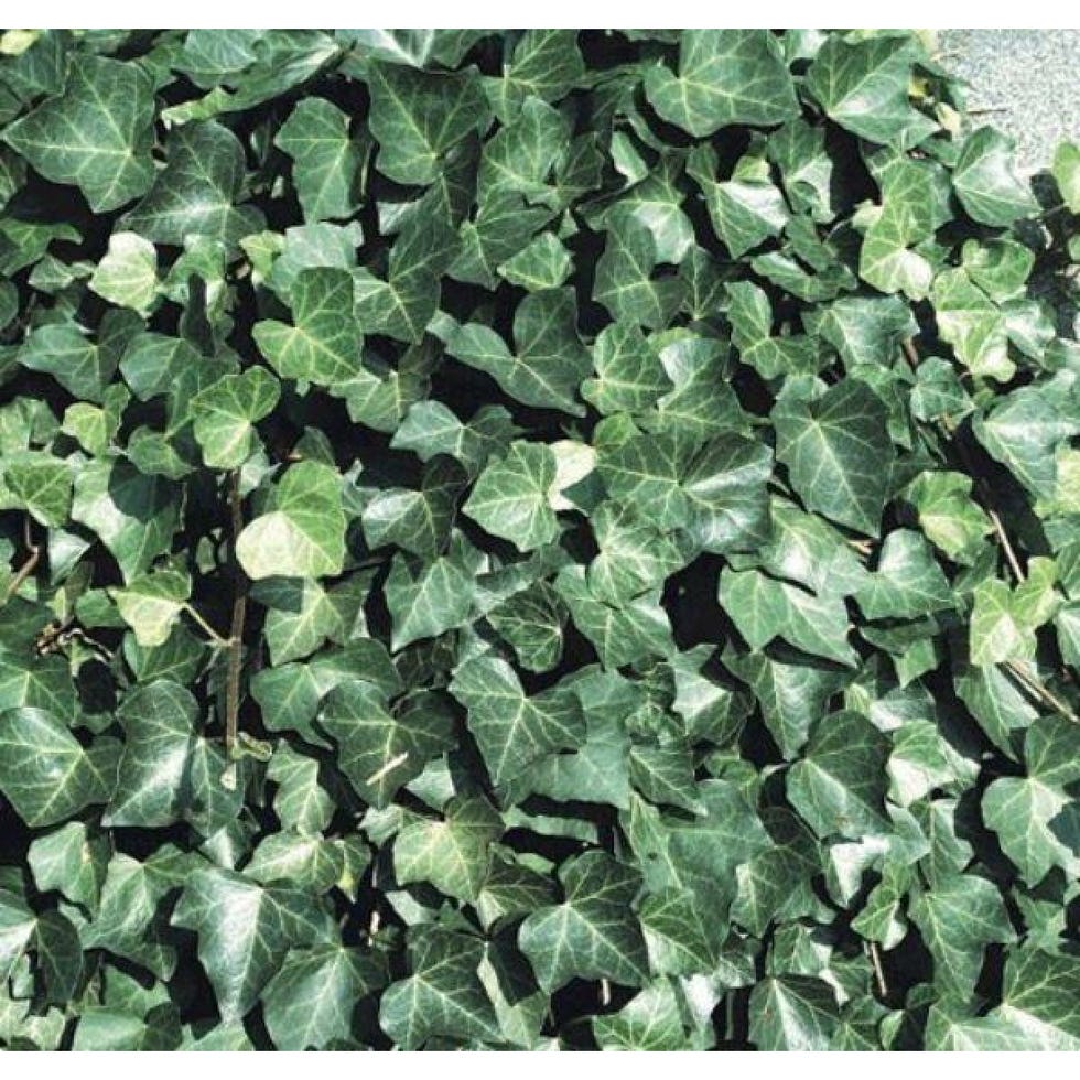 Hedera hibernica - Irish or Boston Ivy - (150-180cm/5-6ft tall) Screening Plants