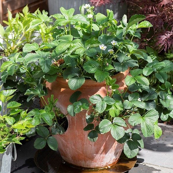 Terracotta Strawberry Planter