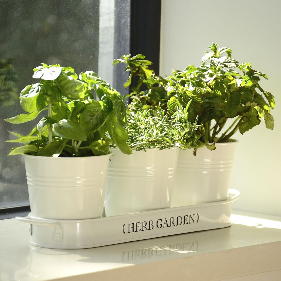 PERFNIQUE Indoor Herb Garden Planter for Indoor/Outdoor