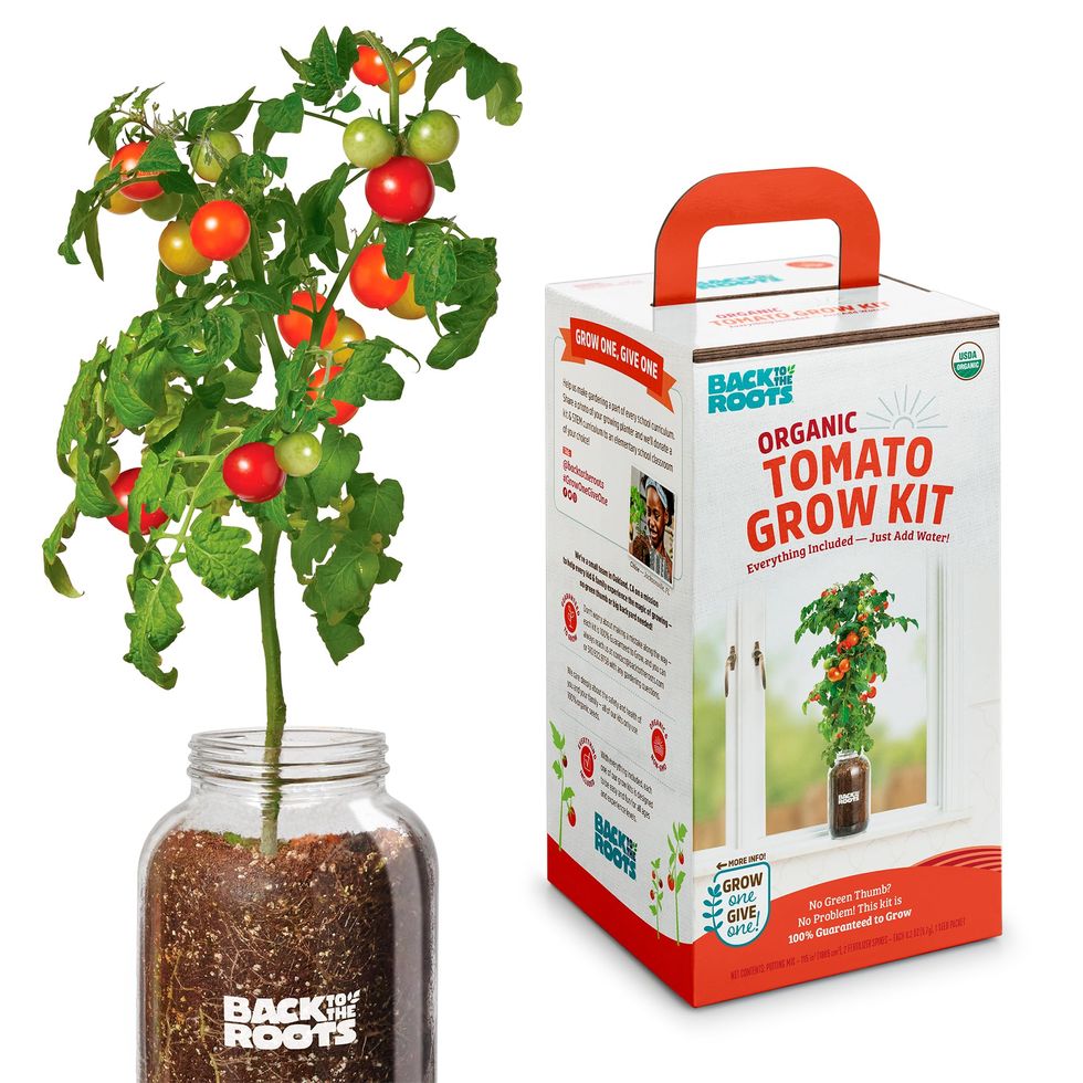 Back to the Roots Cherry Tomato Planter Kit