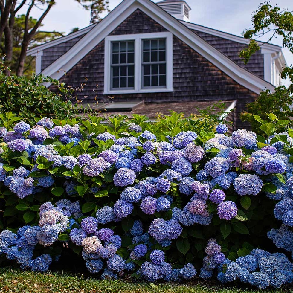 32 Front Door Plants for the Prettiest, Most Welcoming Entrance