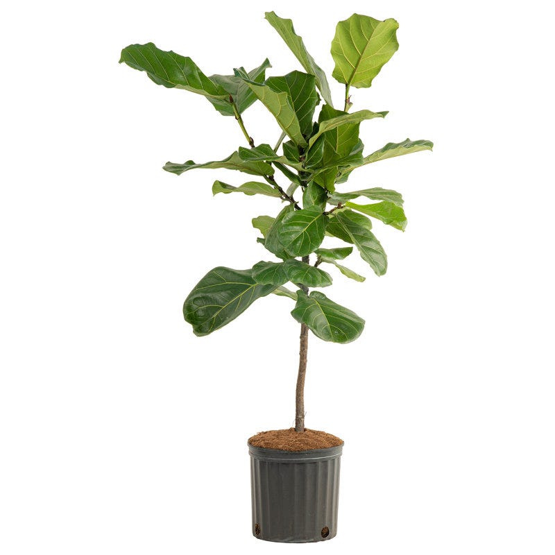 Live Fiddle Leaf Fig in Nursery Pot