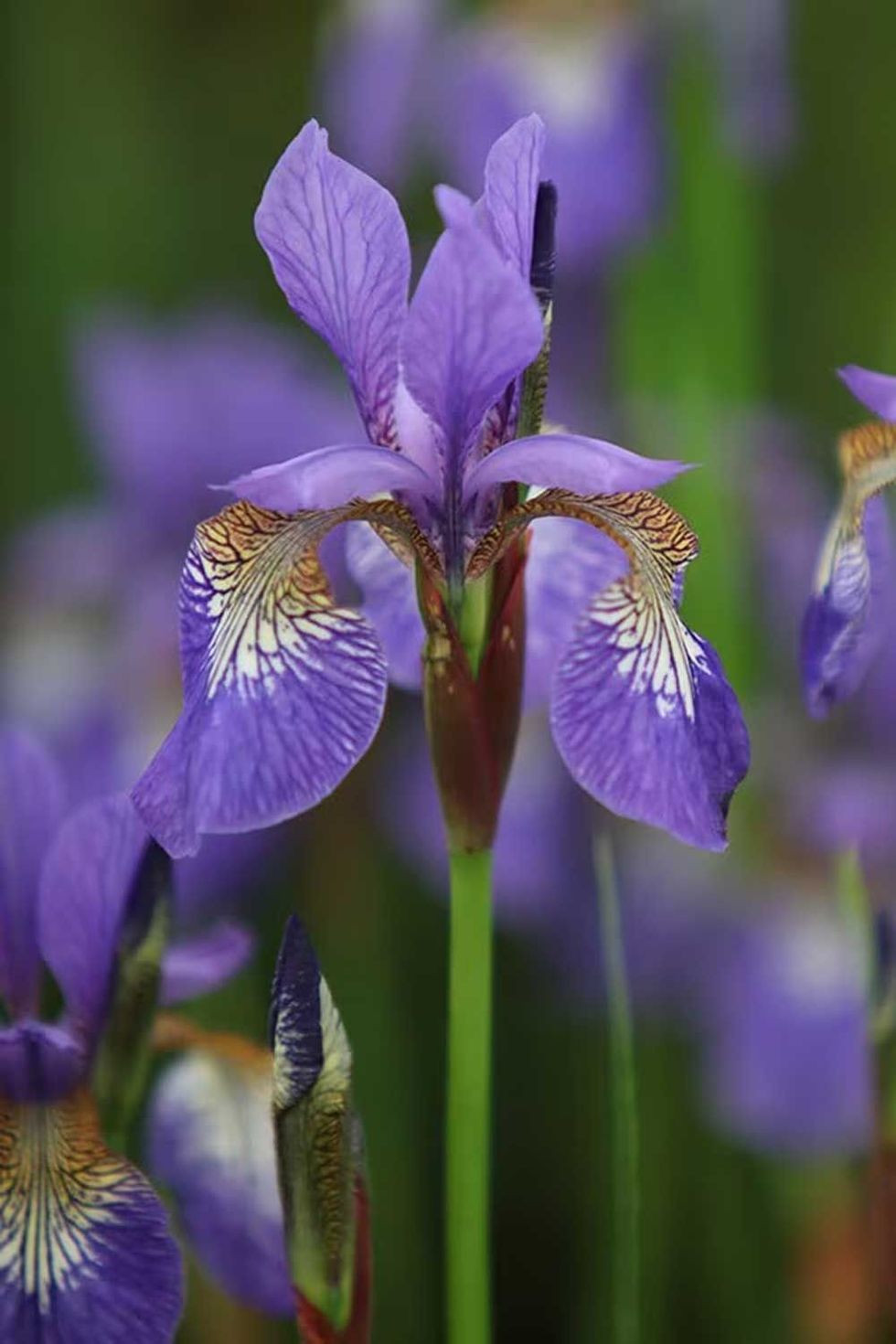 Iris 'Tropic Night' Siberian iris