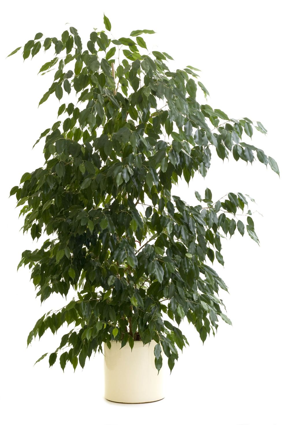 Ficus Danielle (1 metro de altura)