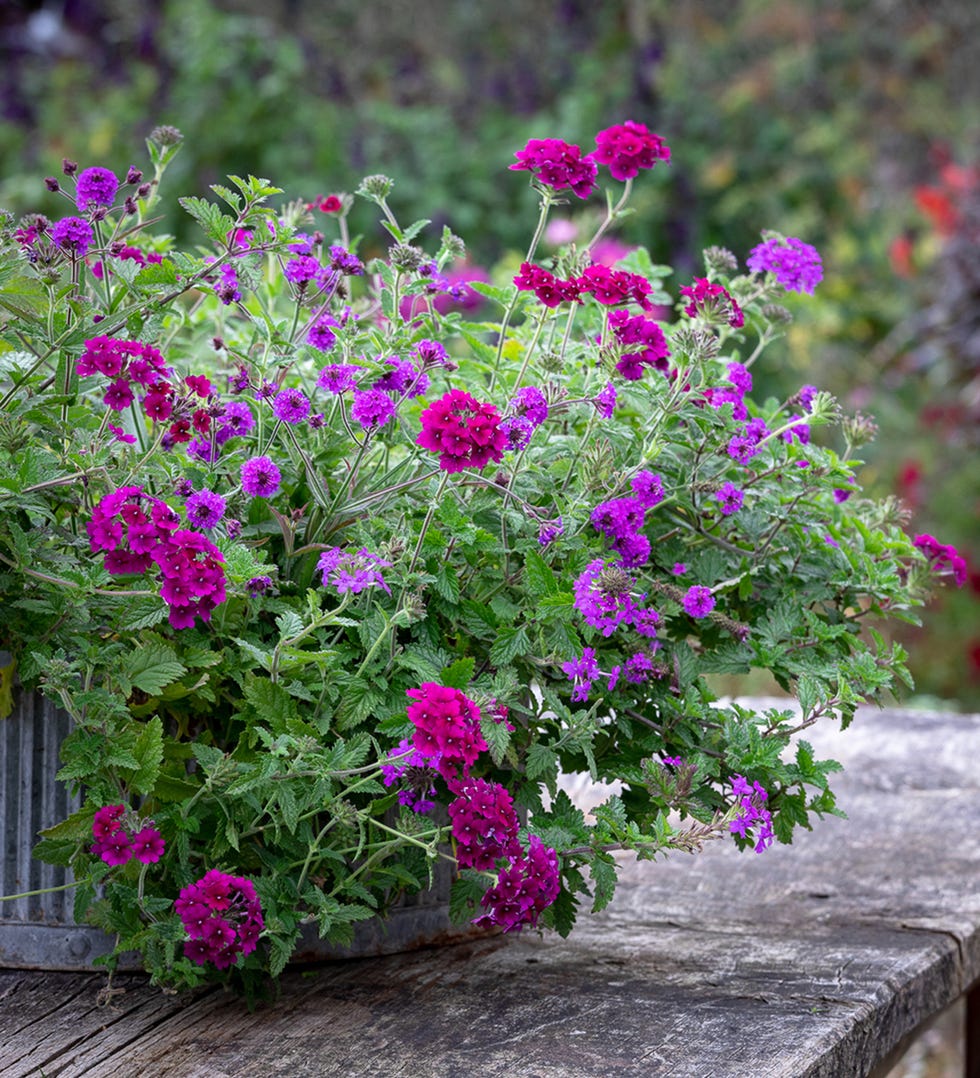 8 Best Hanging Basket Plants - Hanging Basket Flowers