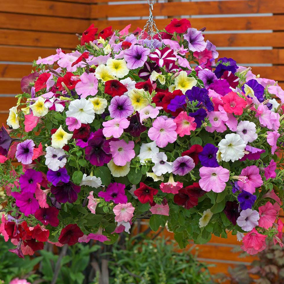 8 Best Hanging Basket Plants - Hanging Basket Flowers