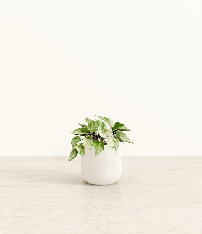 30 Best Low-Light Indoor Plants for Every Room of Your Home